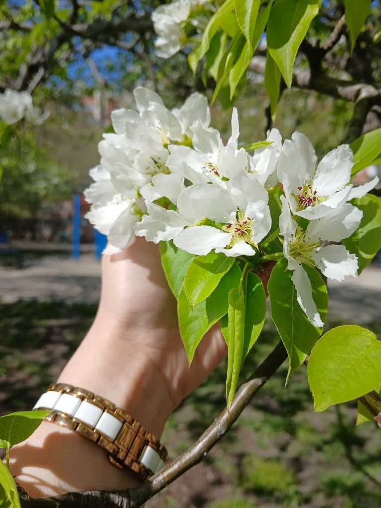 Весна в городе🌸