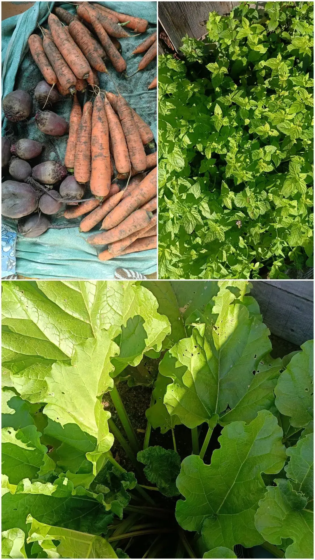 Продам свёклу, морковь, цена 120 руб./кг. Мята – 200 руб./полный фасовочный пакет. Чере...