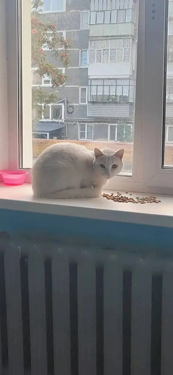 🐾 Рубрика «Короче, найдись».