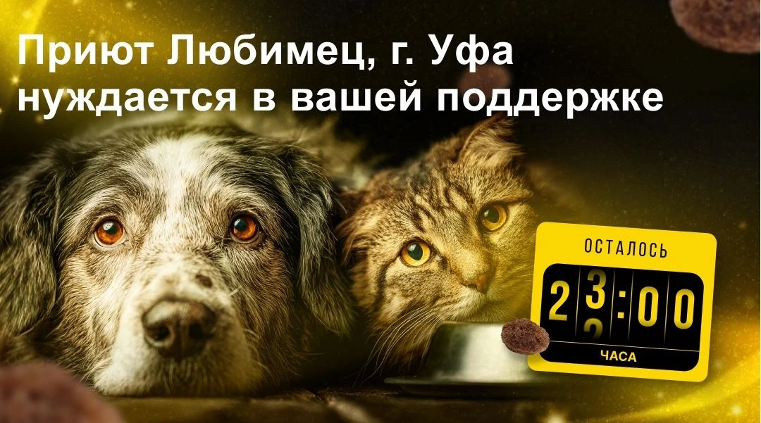 Через 16 часов заканчивается «корзина помощи» для приюта "Любимец" г. Уфа. Любимец суще...