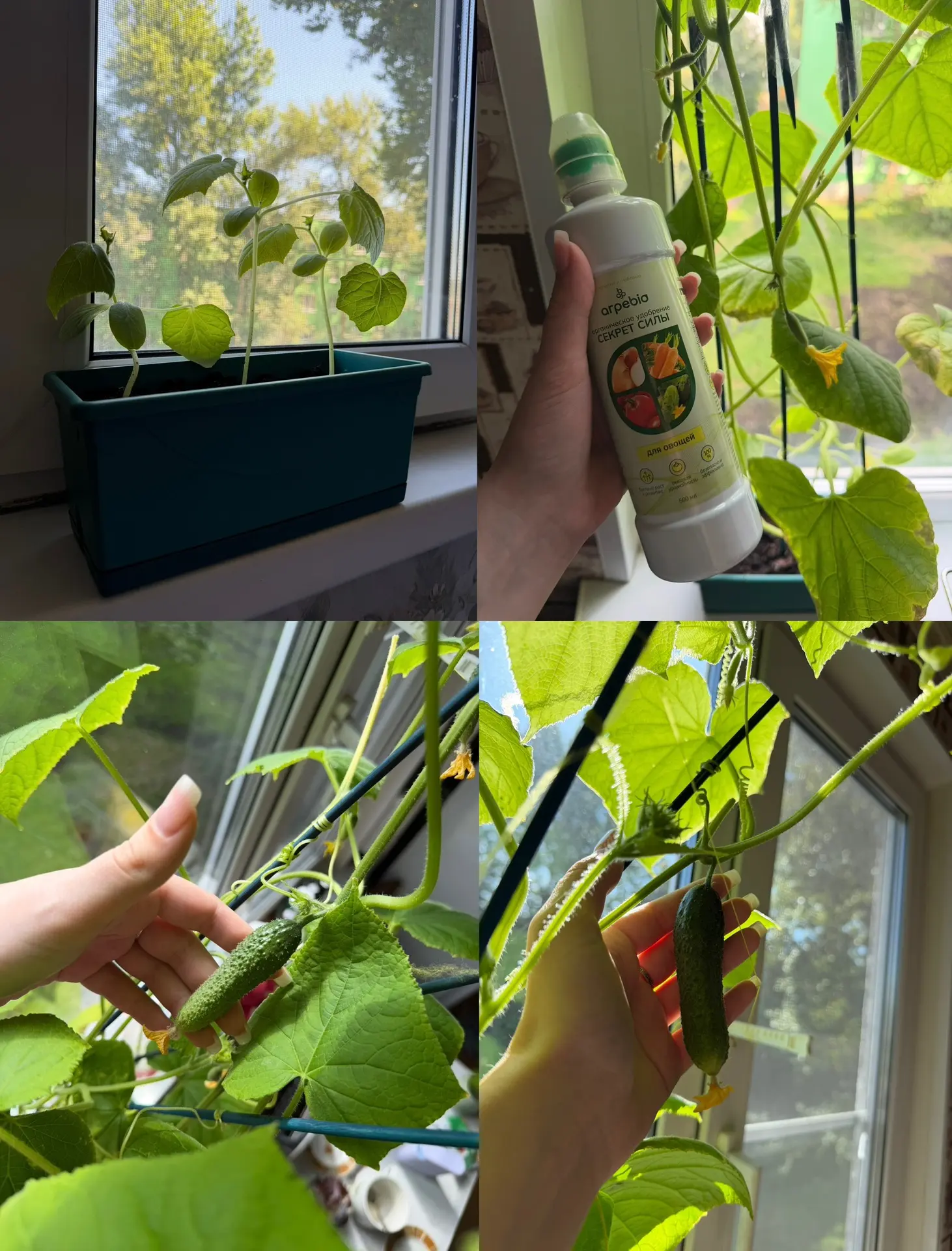 🥒 Из маленькой рассады — в крепкие кусты с отличным урожаем. Показываем результат!