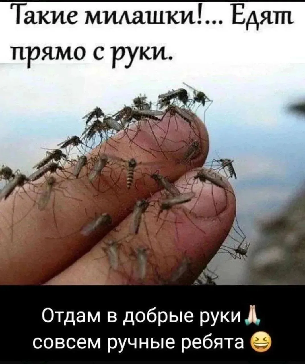 А мы представляем вам новейшее средство от комаров - пластинки Раптор. Берем одну пласт...