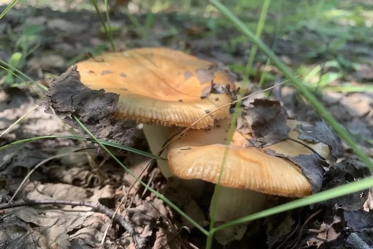 🍄‍🟫Тихая охота в Пензенской области: правила безопасности от леса до кухни