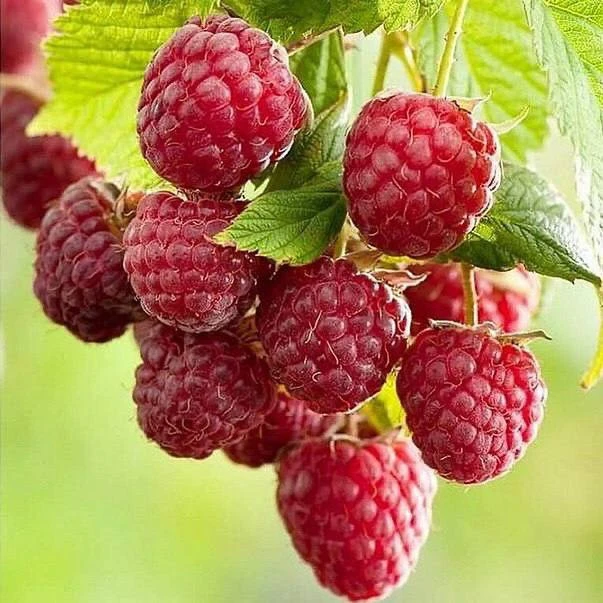 Горчица — простой секрет богатого урожая малины🍇