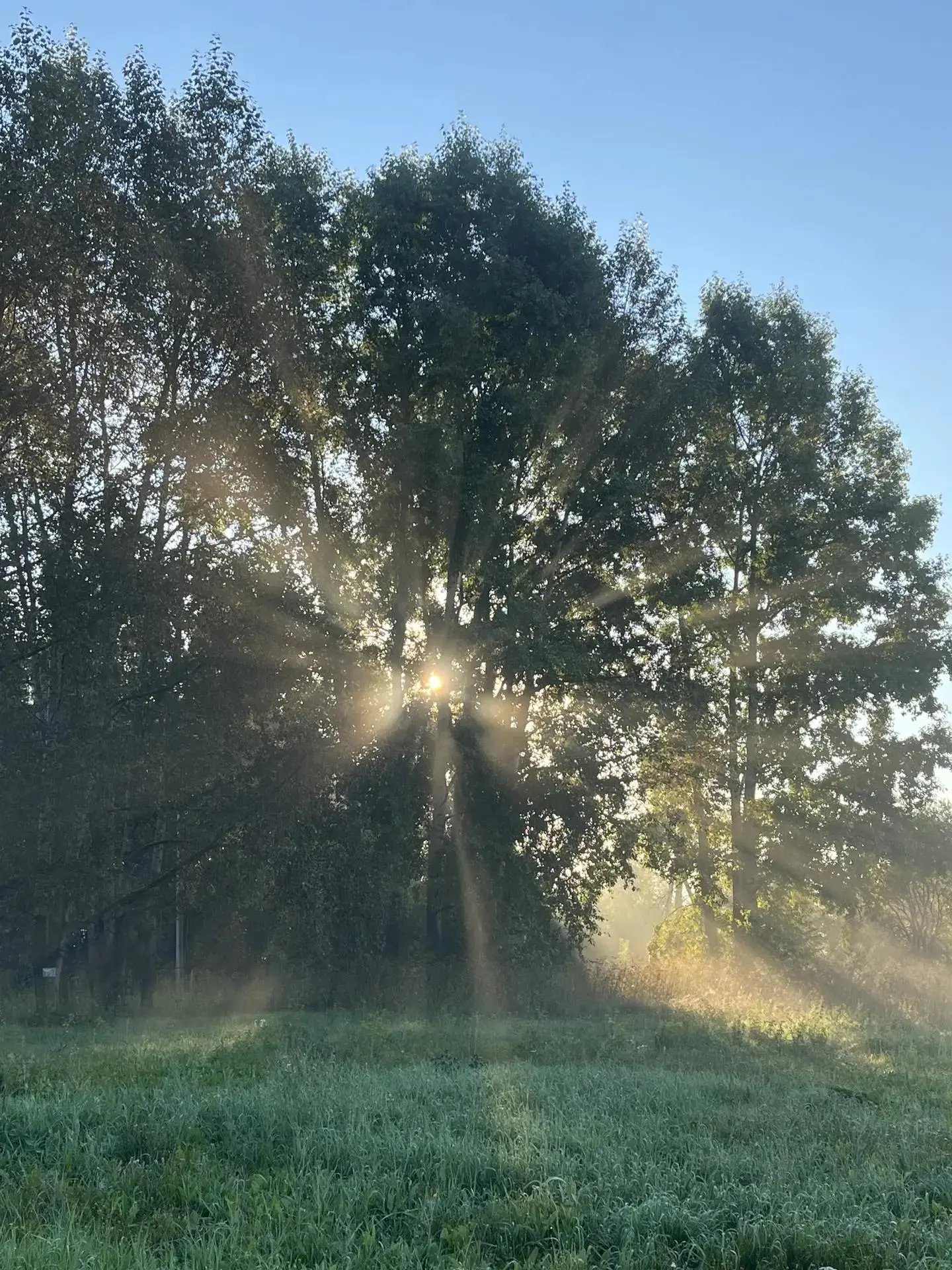 Красивое утро на нашей территории🌅