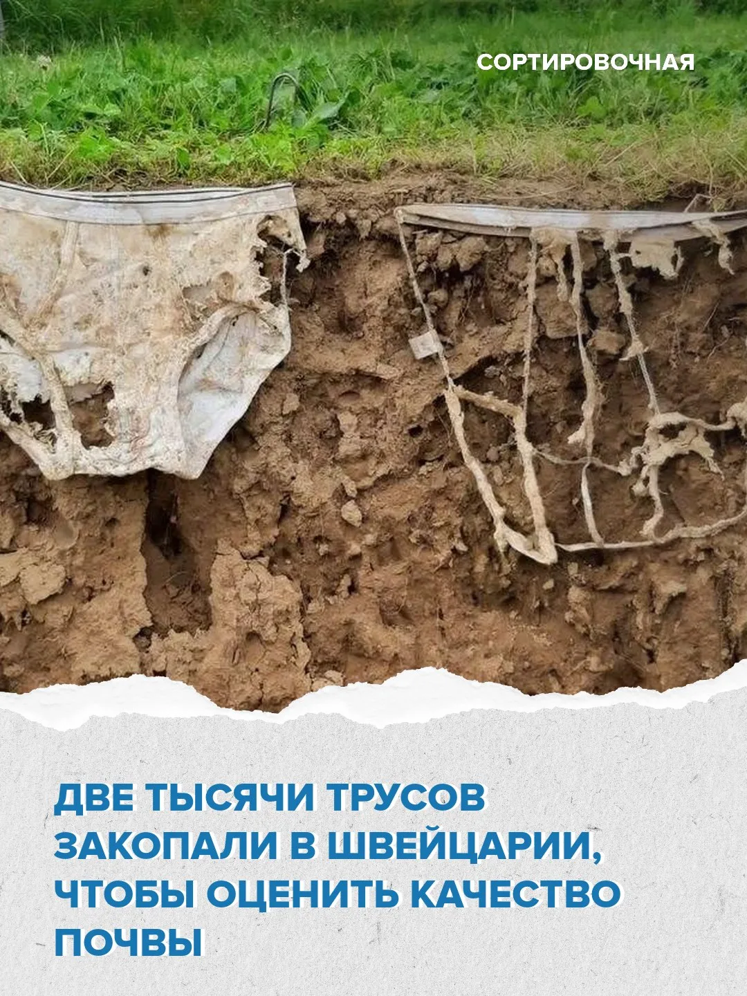 😳 🩲 Швейцарцы не перестают удивлять: там с помощью нижнего белья оценили качество почвы
