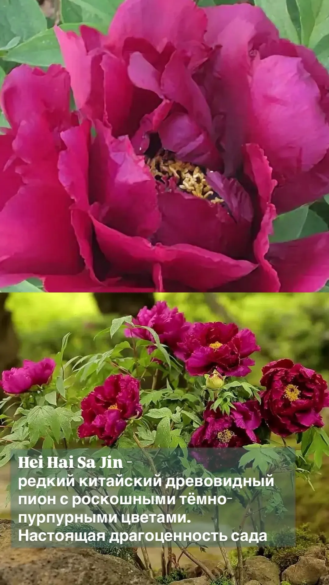 🌸 Коллекция пионов с восточным очарованием доступна для заказа!