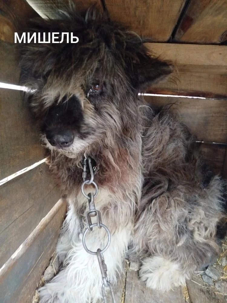 Эту собачулю 4 месяца назад забрали из отлова.