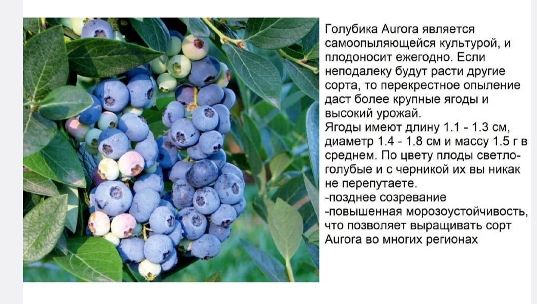 Доступно 64шт