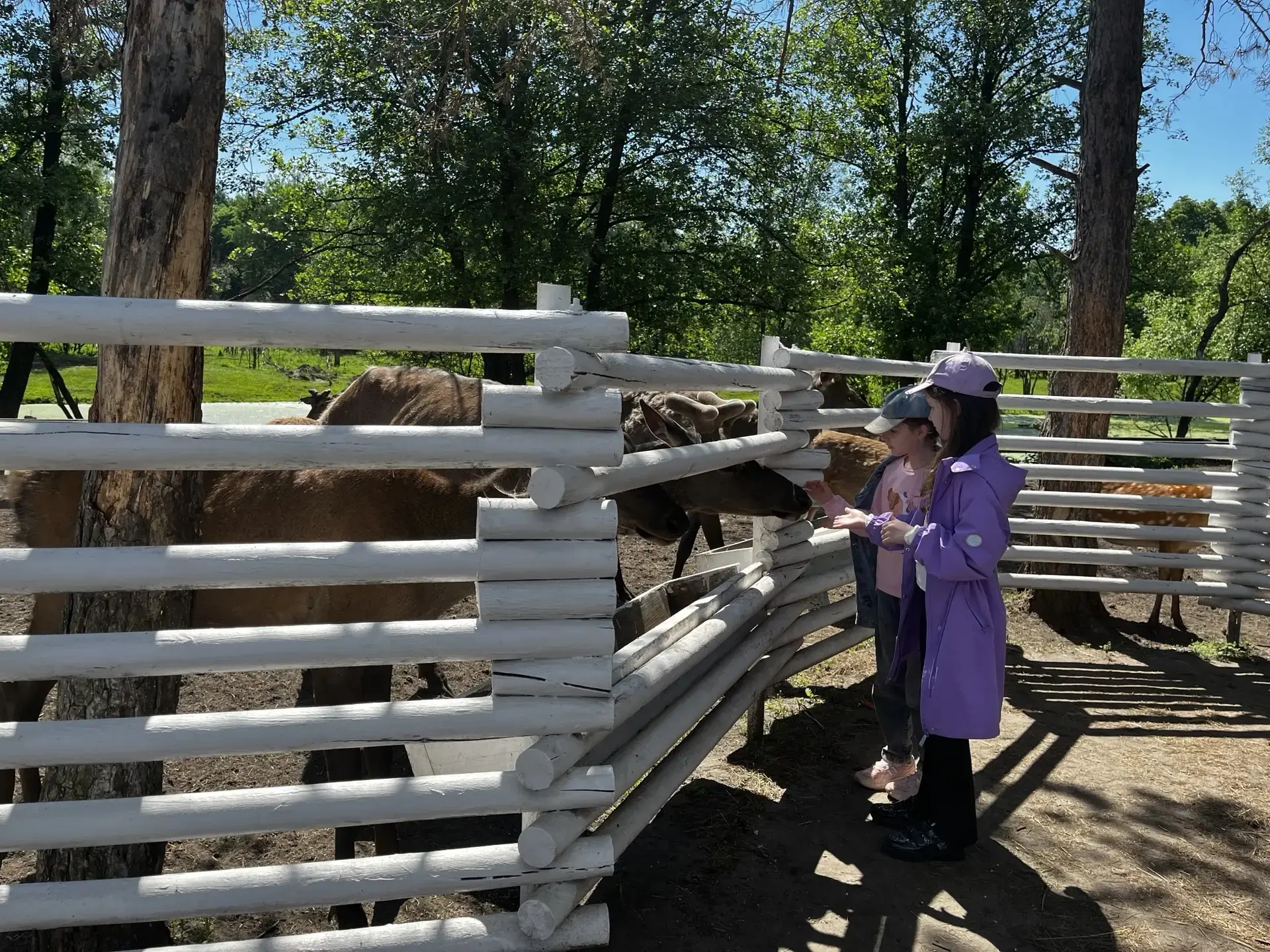 🦌Путешествие 3В класса в сафари‑парк «Кречет»☀️  😊25 мая обучающиеся  3В класса отправились в увлека