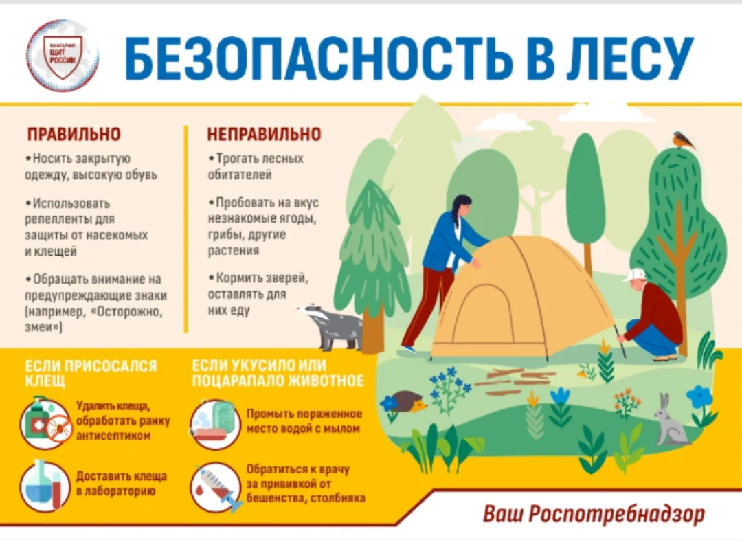 КЛЕЩИ. ЧТО ДЕЛАТЬ, ЕСЛИ ОБНАРУЖИЛИ НА СЕБЕ КЛЕЩА