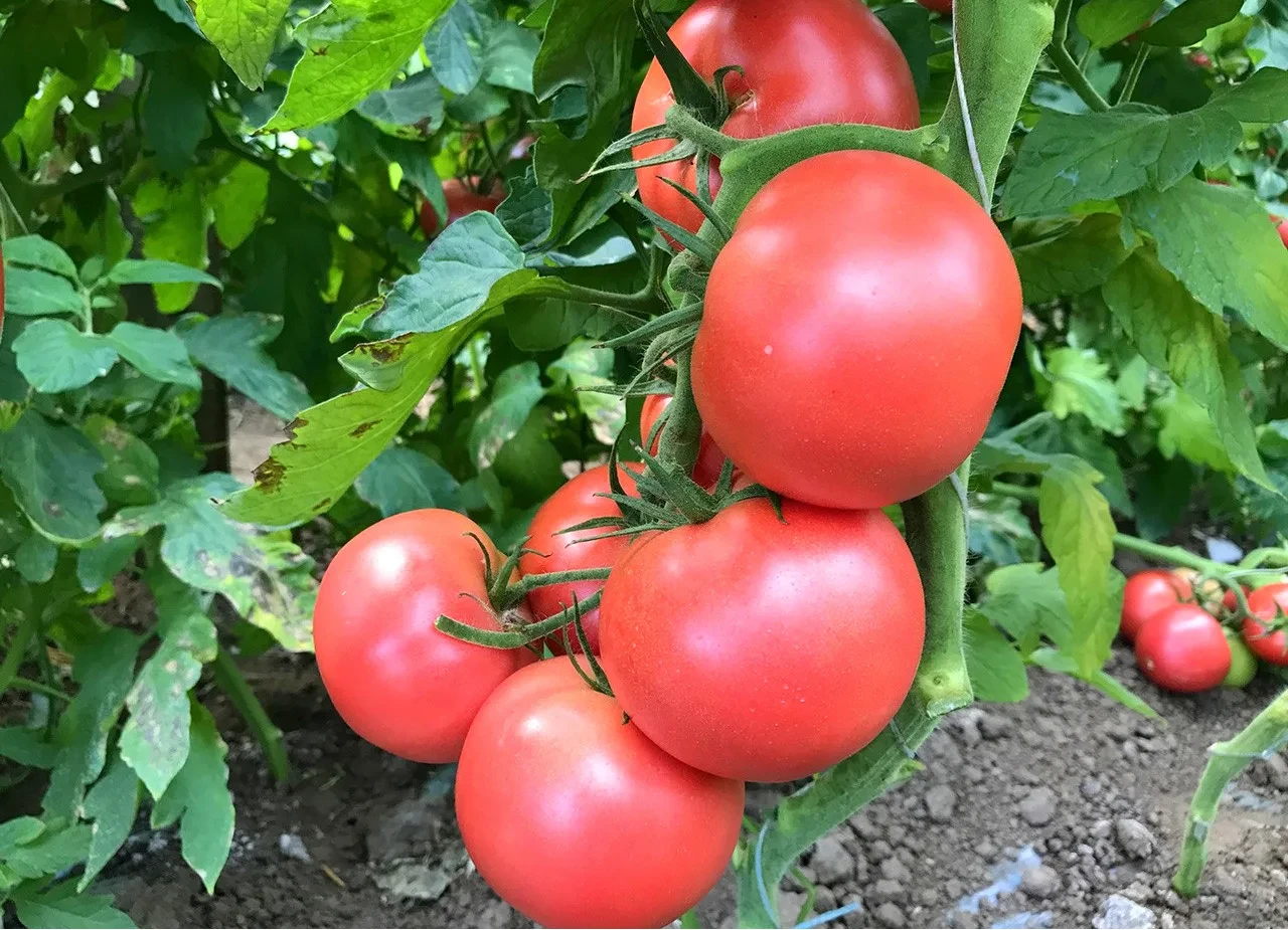 Бальзам для роста помидор 🍅

Рецепт для мая и июня:
В бoчку (200-300 литров) нaсыпаем oдну тpeть кp