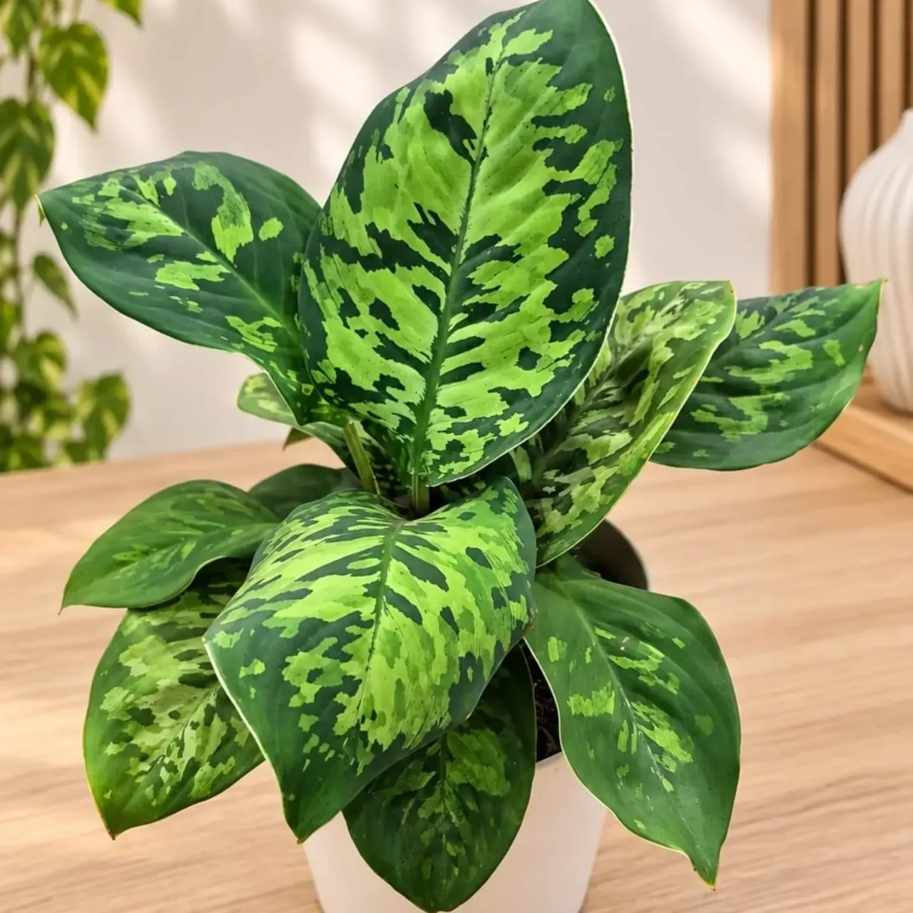 Хомаломена: тропическая красавица 🌱