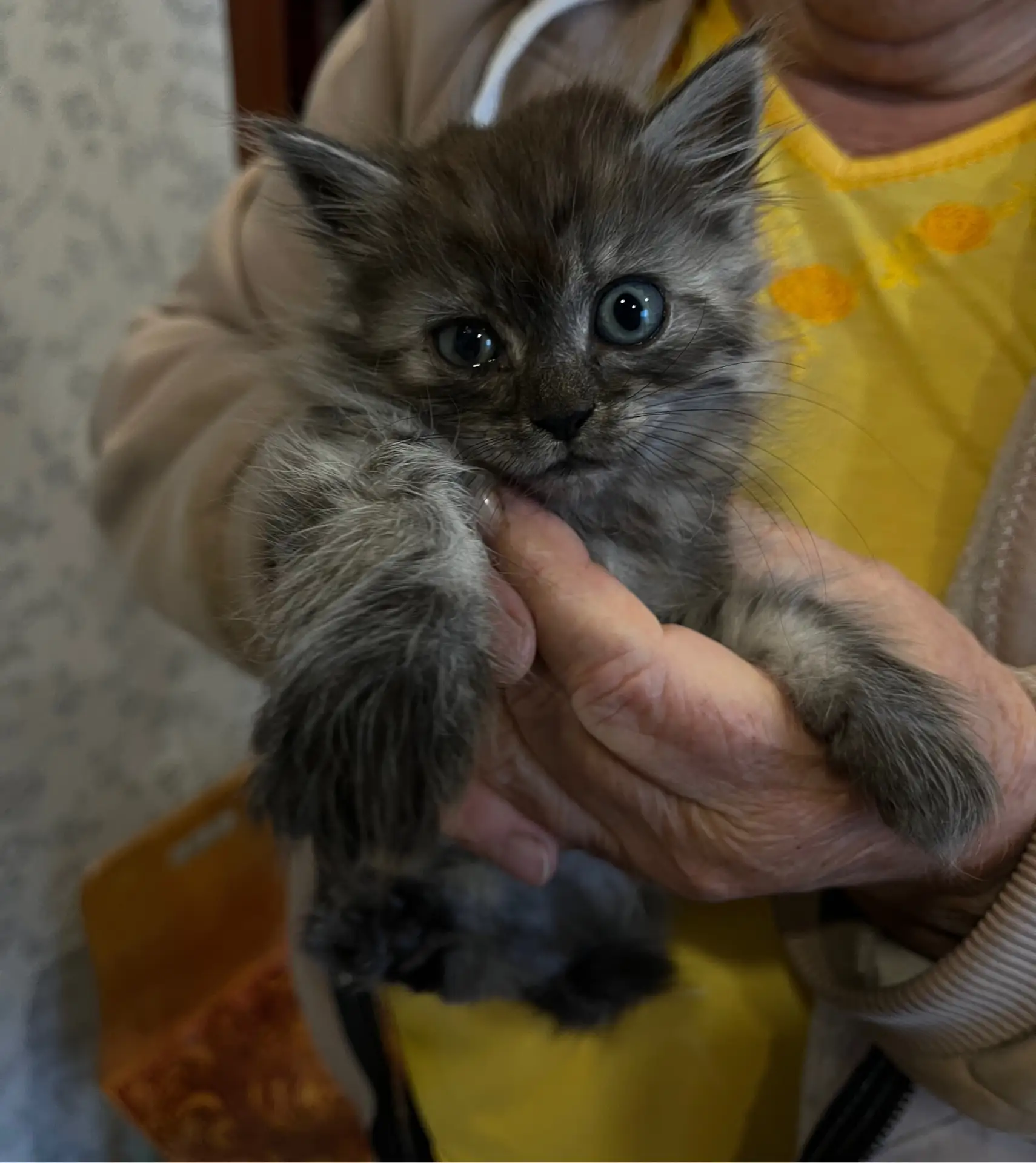 Отдаются котята.