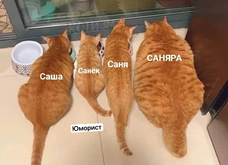 Градации Александра на примере котов 😆😆