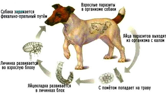 Гельминтозы у собак — заболевания, вызванные заражением гельминтами (глистами). У собак...