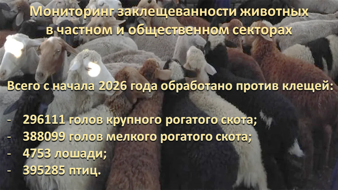 В крае вопросы профилактики и борьбы с Крымской геморрагической лихорадкой находятся под постоянным 