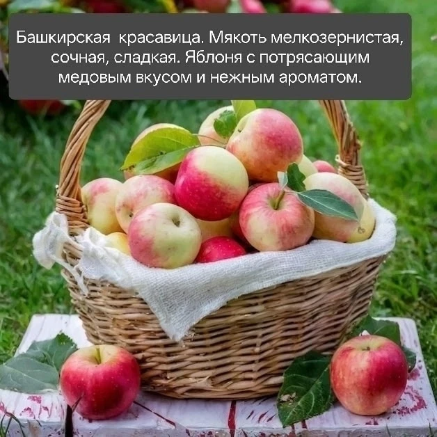 Тот самый момент, когда мы отдаём ГРУШИ, ЯБЛОНИ по СЕБЕСТОИМОСТИ😱