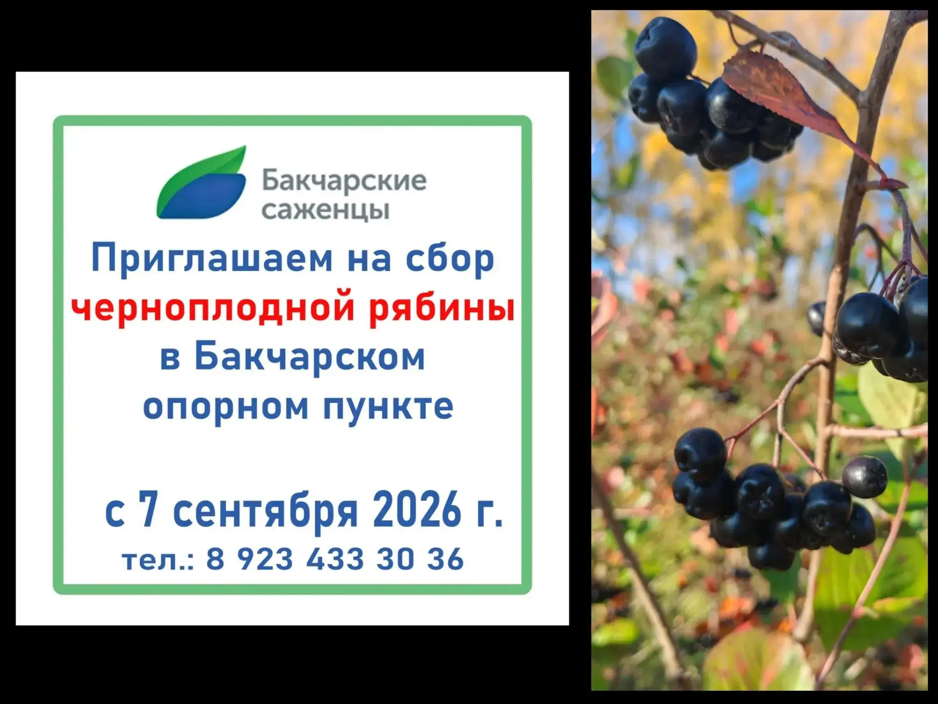 🌿 Бакчарский опорный пункт северного садоводства приглашает на сбор ЧЕРНОПЛОДНОЙ РЯБИН...
