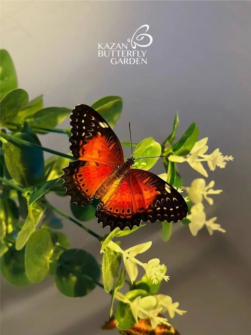 🦋 Ищете, куда пойти в Казани? Парк тропических бабочек — место, где сотни ярких бабочек летают прямо