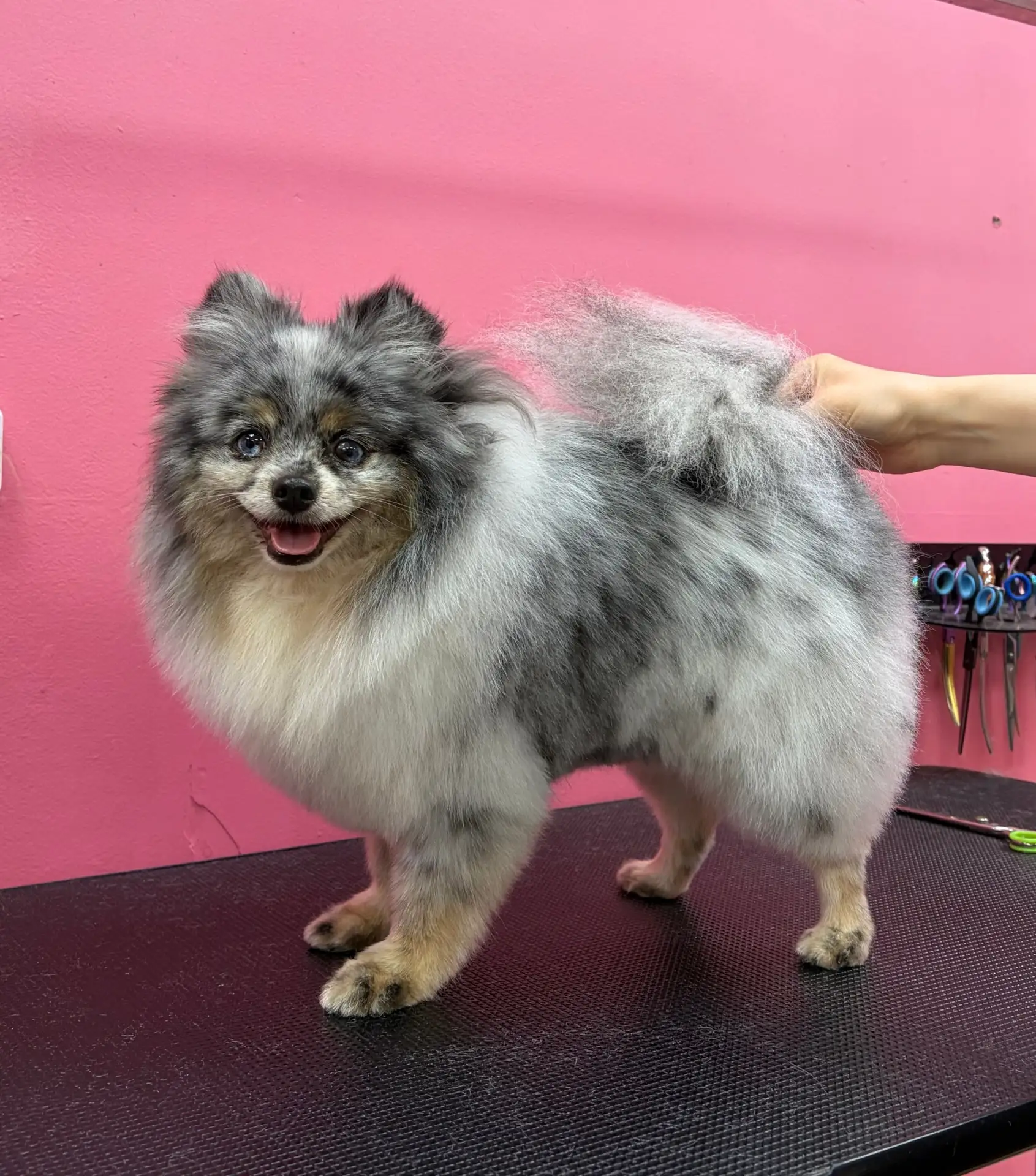 Комплекс для шпица🐶