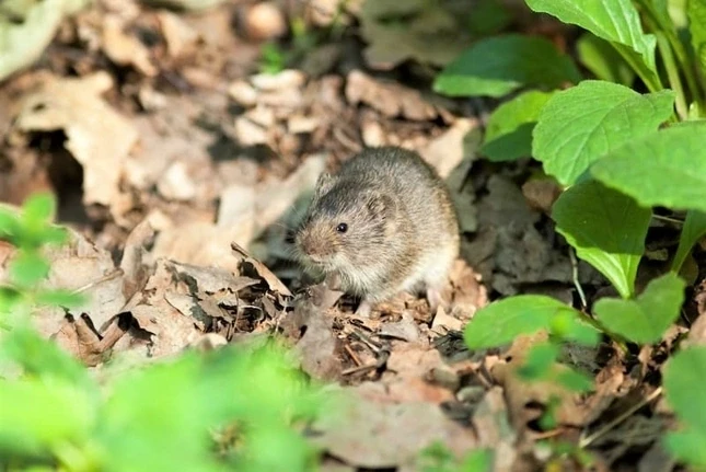 ❗Профилактика геморрагической лихорадки с почечным синдромом. 
🐀Геморрагическая лихорадка с почечны