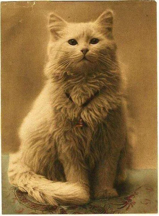 Все любят фотографировать котиков! 🐈