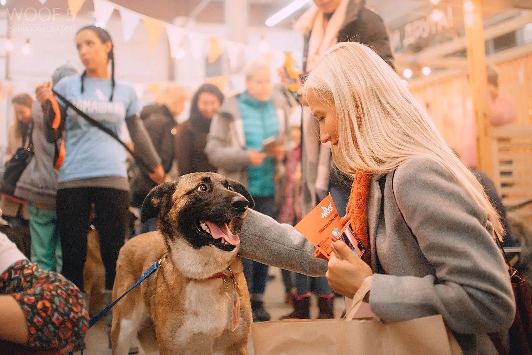80 бездомных животных нашли хозяев на краснодарском фестивале WOOF.