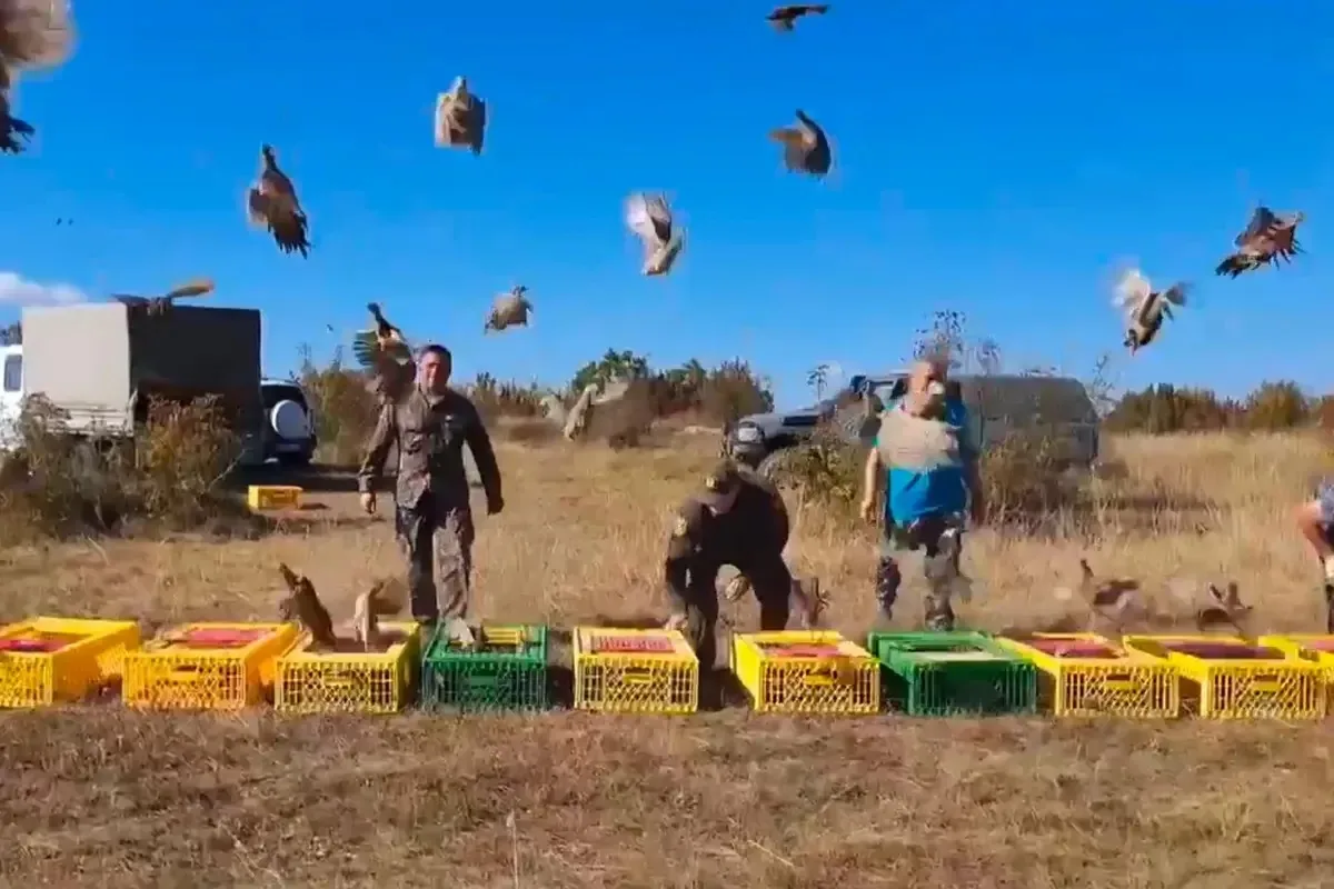 🐦 Под Новороссийском в дикую природу выпустили 500 фазанов.