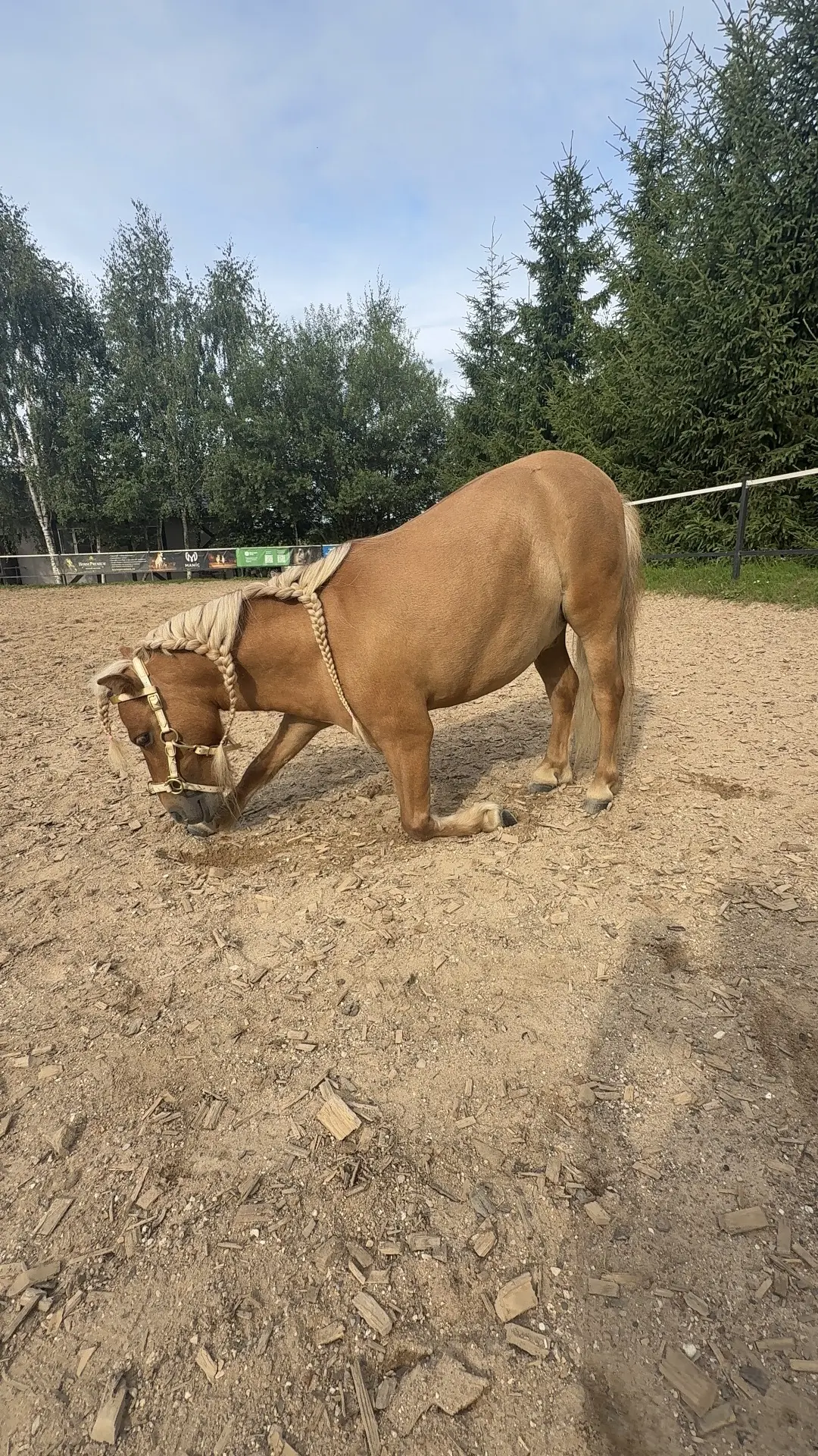 Утренний поклончик от Бо 😊