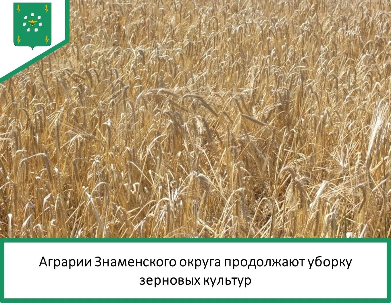 🌾 В Знаменском округе продолжается уборочная кампания. Несмотря на дождливую погоду, аграрии ведут 