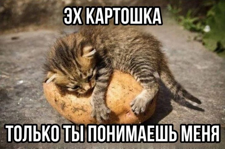 🥔 Челябинской области грозит дефицит картофеля

Причина — затяжные июльские ливни. Из-за обильных о