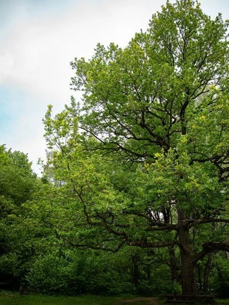 📌 Тульский дуб может стать "Российским деревом года — 2026" 🌳