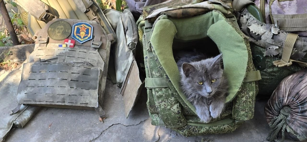Брату котенка-мавикиста блатного места в коробке с Мавиком не нашлось, но он не растеря...