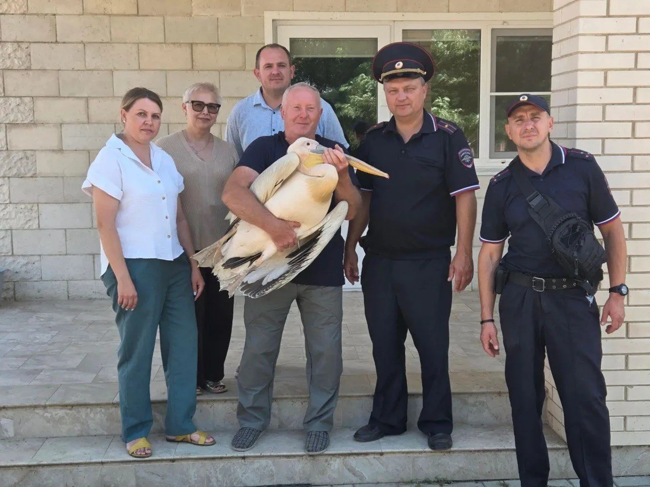 Раненому розовому пеликану из Ростовской области оказали помощь