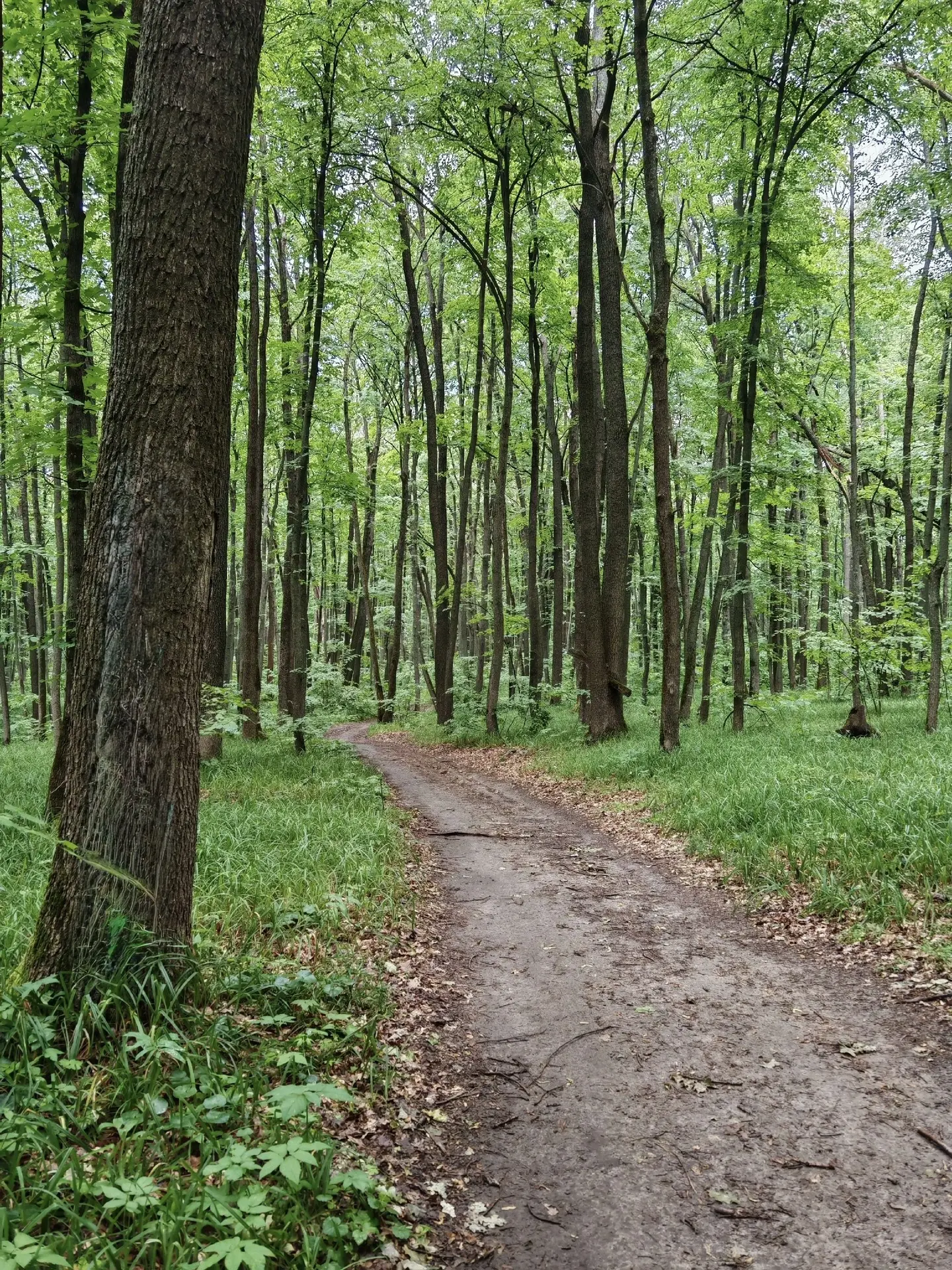 Прогулка по лесу. 🌳