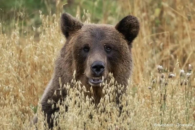 🐻 Фотограф Вячеслав Ложкин показал удмуртских медведей
