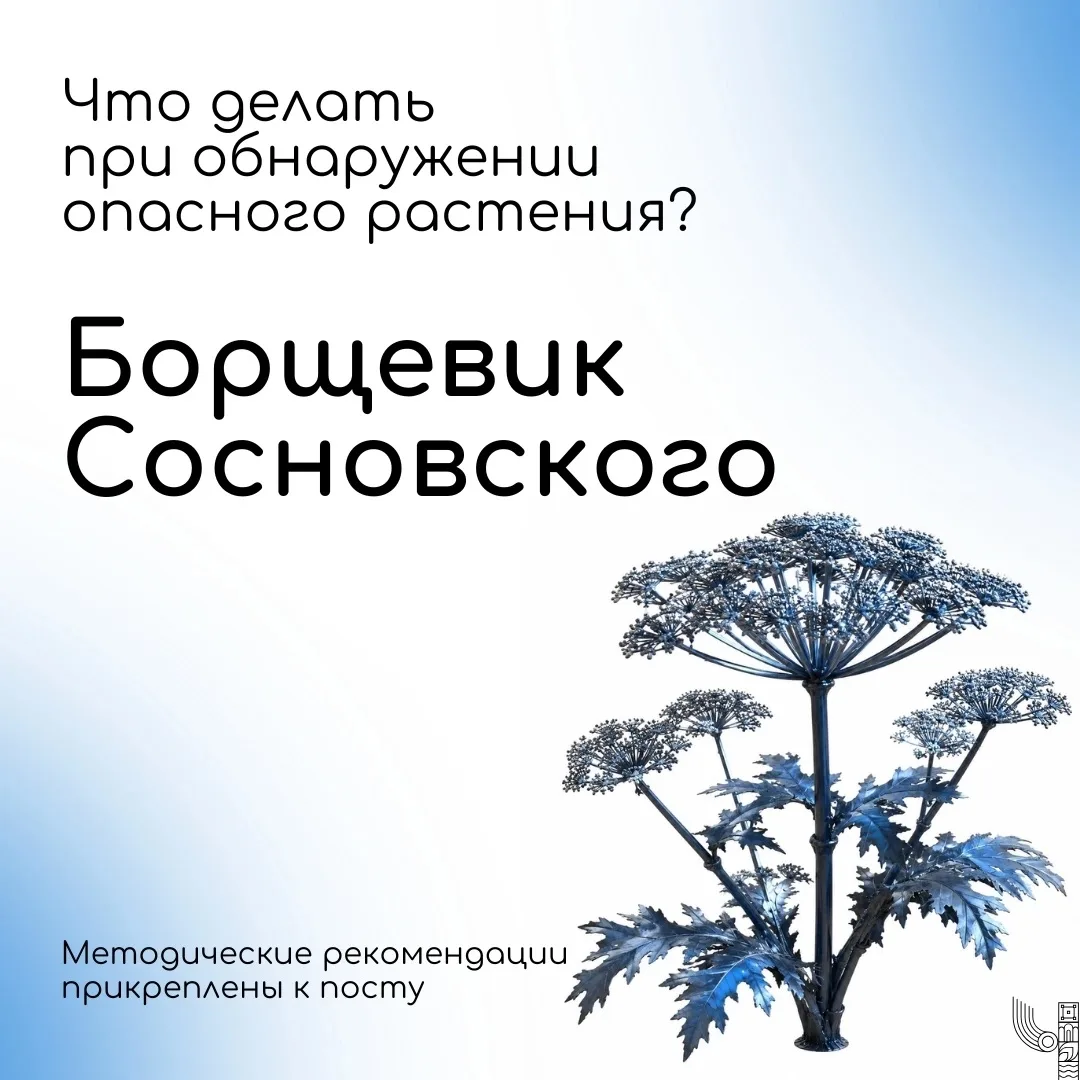 🌿 Борщевик Сосновского: что делать при обнаружении опасного растения?

Борщевик Сосновского — опасн