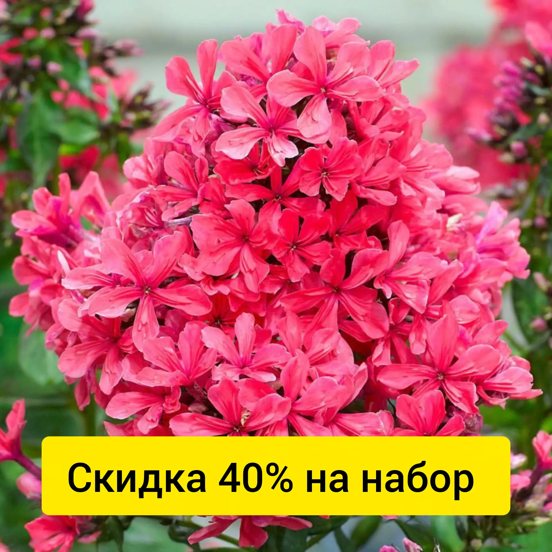 -40% скидка 💥💥💥
На цветочный набор многолетников
“Готовая клумба"
Тут только один пион Бартзелла 