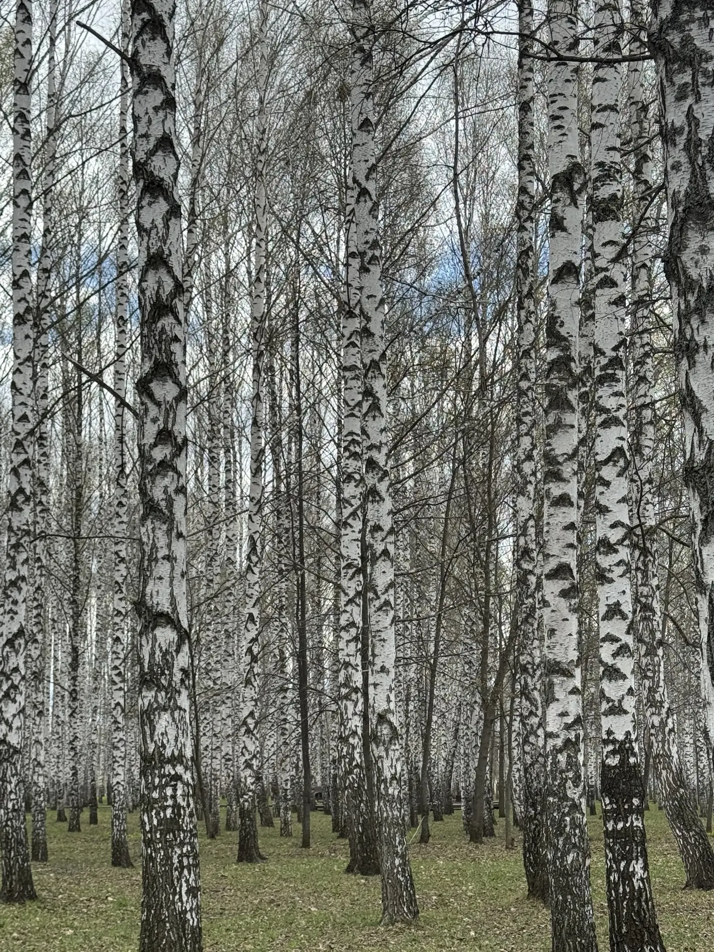 🌲Парк «Семья» в Нижнекамске удивил своими густыми рощами берез и сосен, прогуливаясь п...