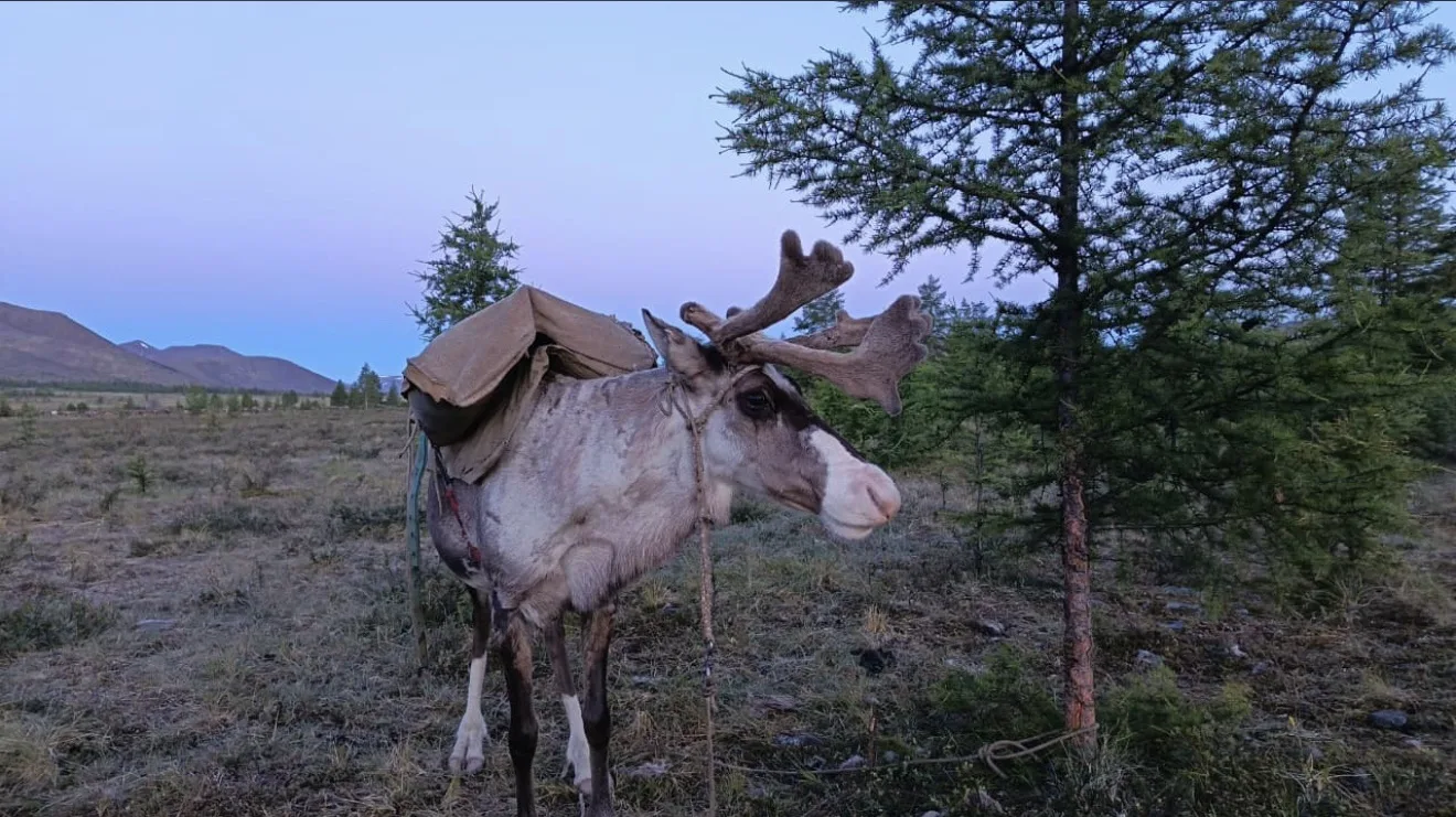 В оленьем краю 🦌🦌🦌