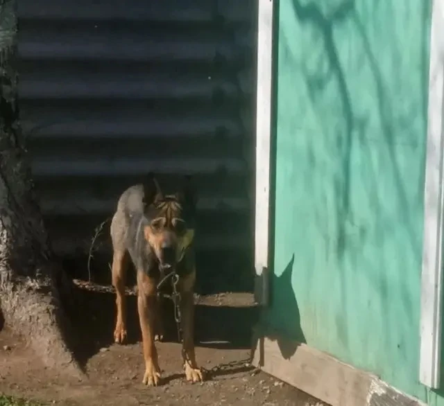 🐶 Привет, я Дик! 😎