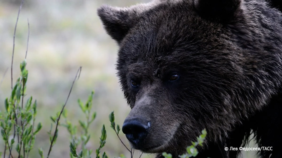 🐻 Численность медведей выросла в России за 36 лет в 2,3 раза - до 307 тысяч особей