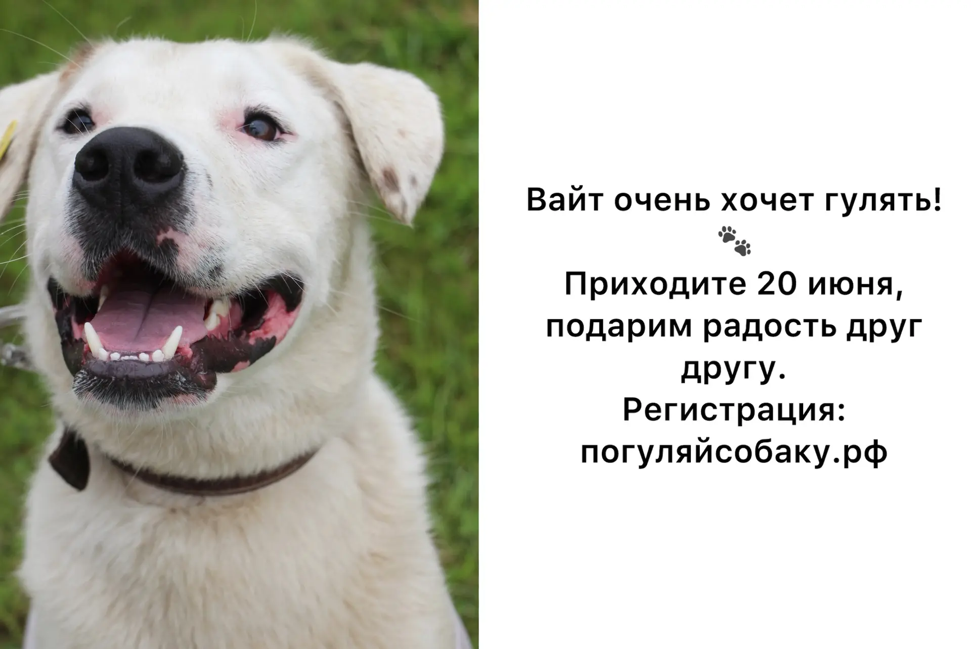 Друзья, Вайту очень нужна ваша помощь! 🐾
