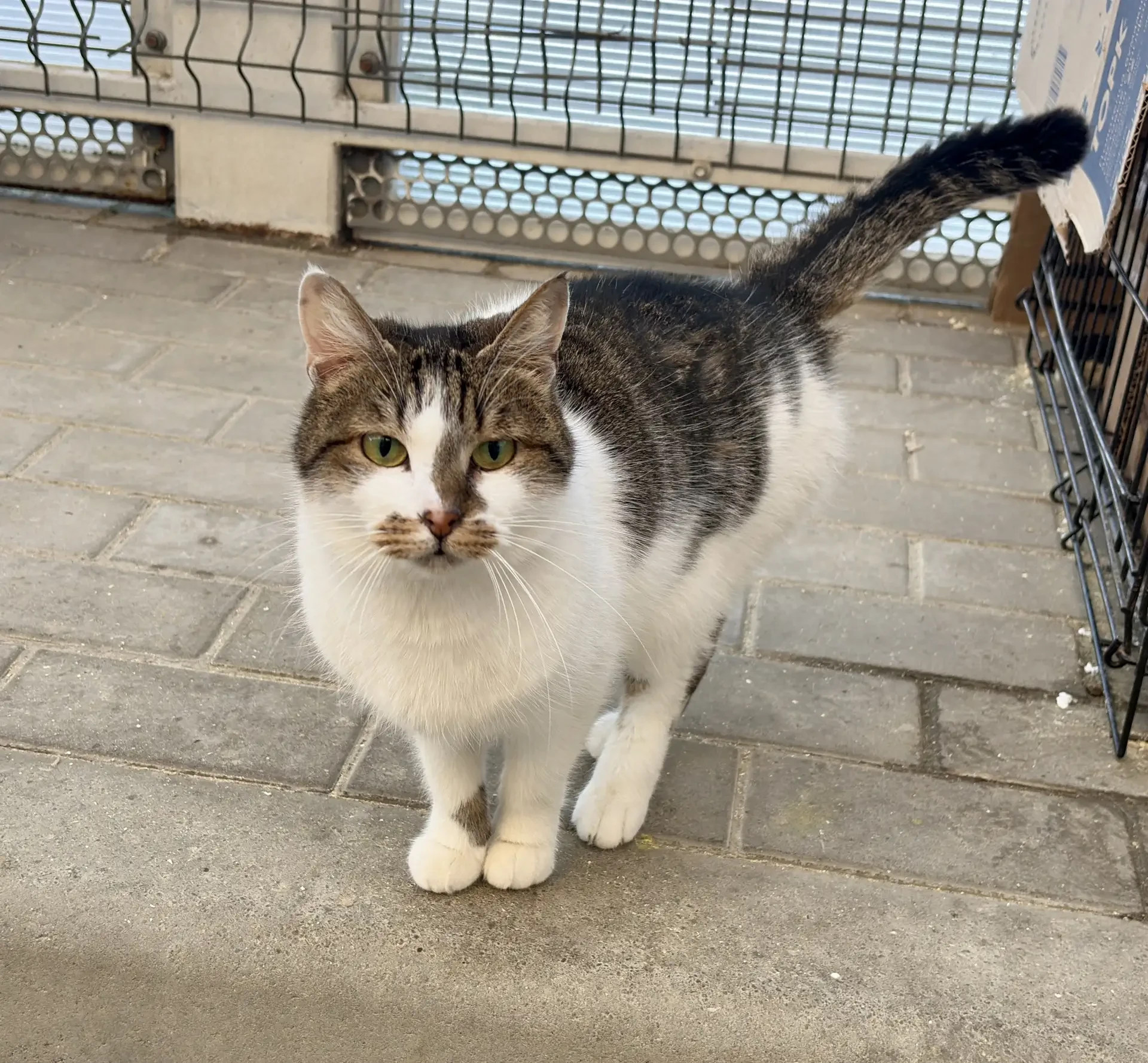 🐾 Цуси. Возраст ~ 3-4 года.