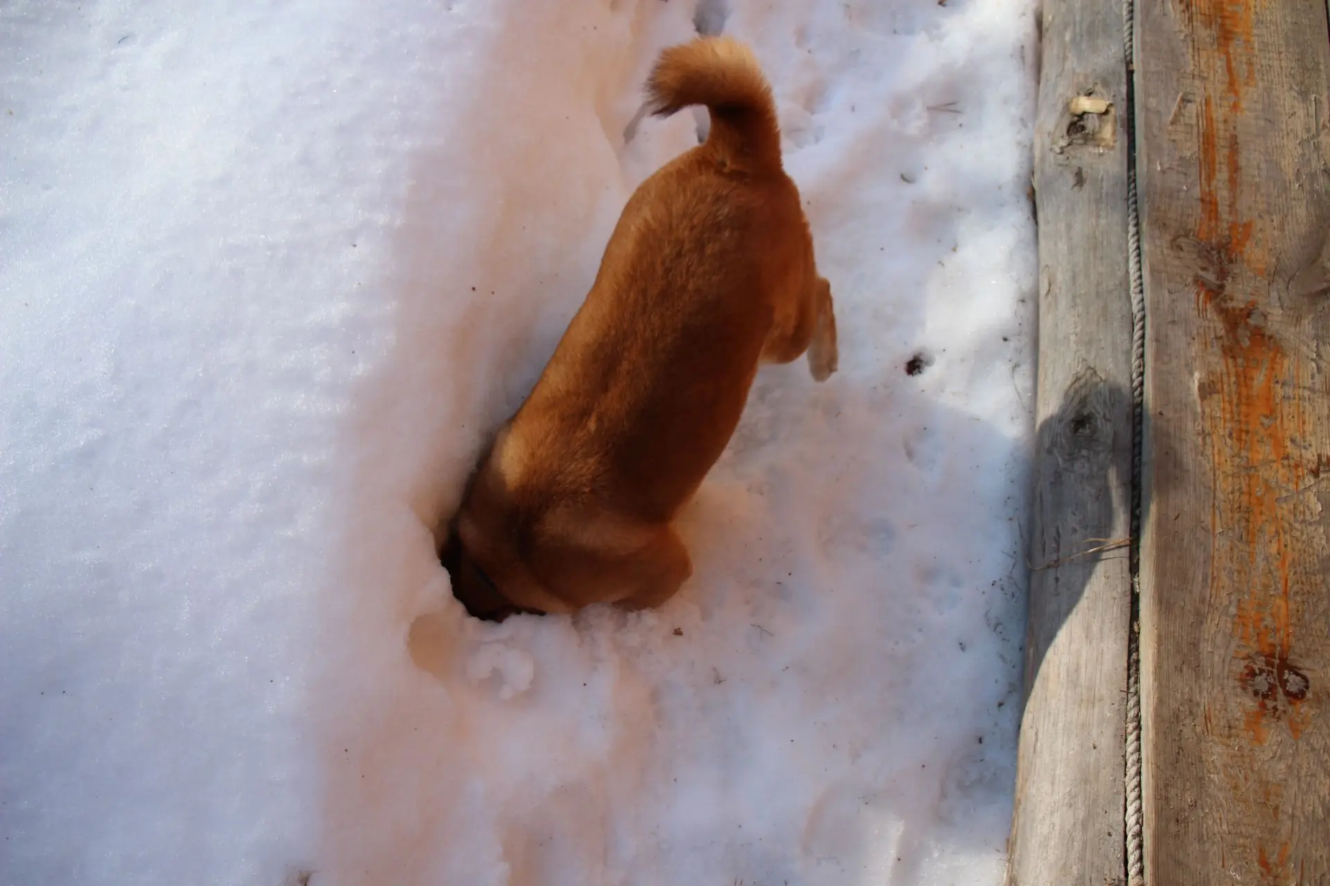 Редкие кадры дикой природы: рыжий зверь на охоте! #рыжий_зверь@lesnue