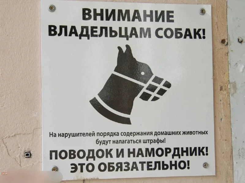 😨С начала года петербургские владельцы собак получили штрафы на общую сумму 830 тысяч ...