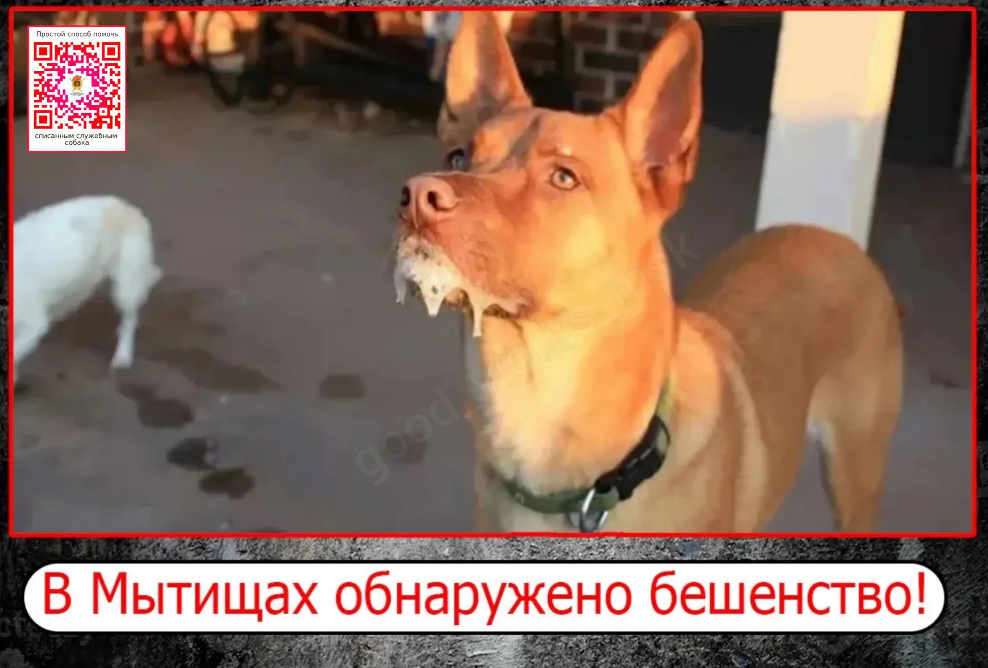 ❗️ В Подмосковье выявили очаги бешенства — карантин ввели на территориях Мытищ и Ступино.