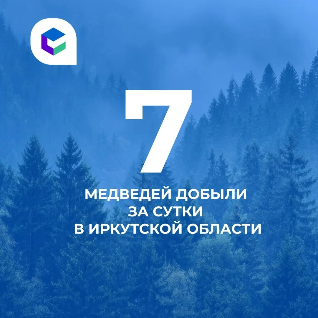 ⚠️ За минувшие сутки в Иркутской области добыли семь медведей. Два из них в Нижнеудинск...