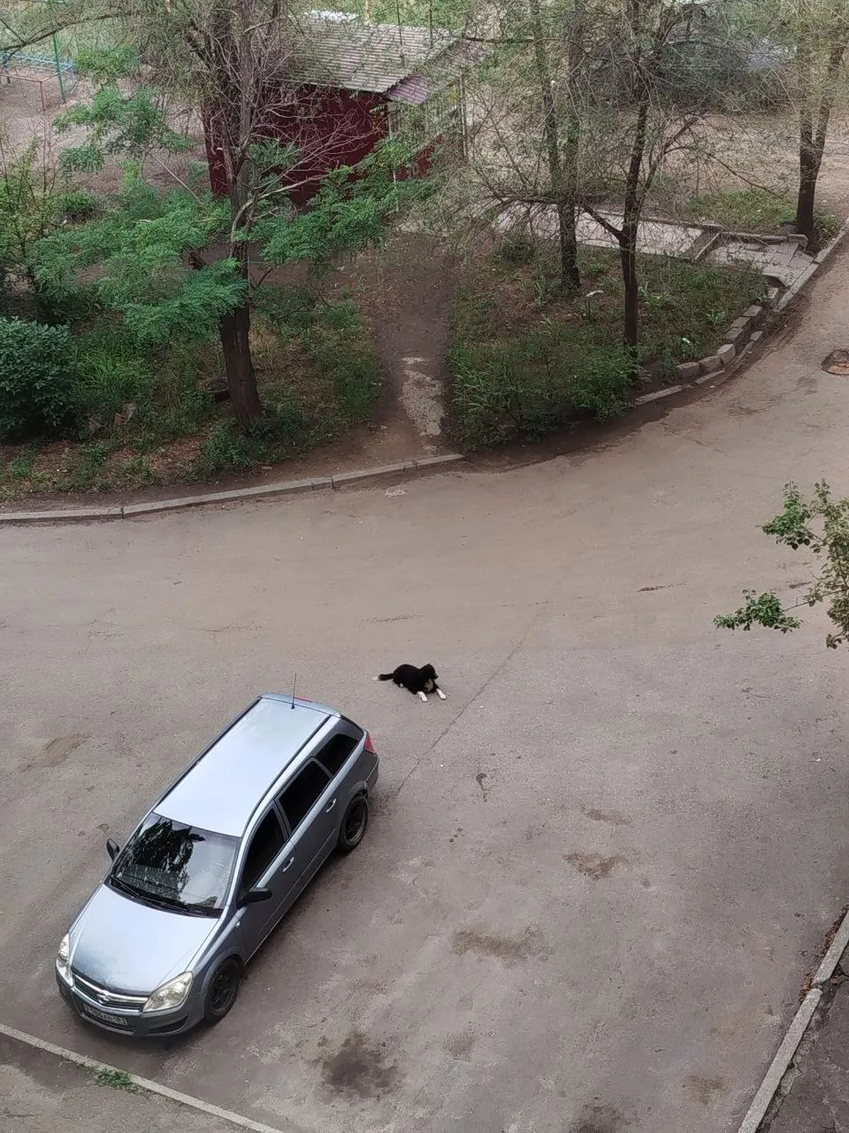 🔴 Нам пишут:

Всем добрый день! Уже несколько дней бегает и скулит потеряшка. Ложится напротив опре